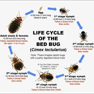 Bed Bug Life Cycle