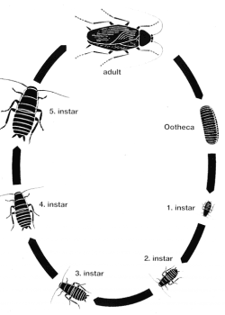 German Cockroach Life Cycle