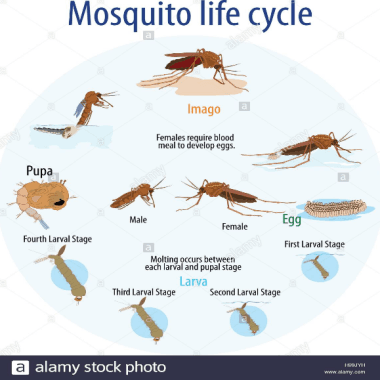 Aedes Mosquito Life Cycle