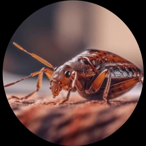 Bed Bug Cimex lectularius