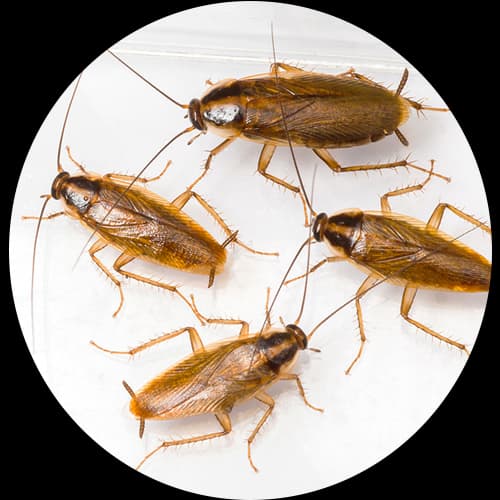 German Cockroach Blattella germanica