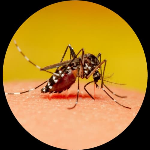 Aedes Mosquito Genus Aedes