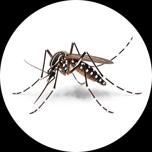 Aedes Mosquito Genus Aedes
