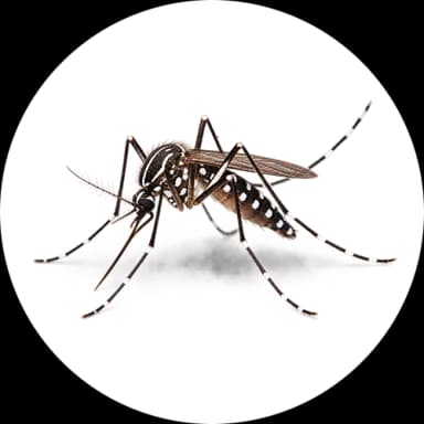 Aedes Mosquito (Genus: Aedes)