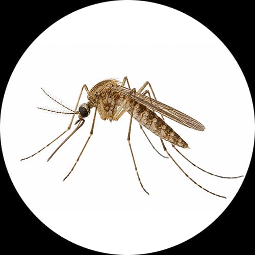 Anopheles Mosquito Genus Anopheles