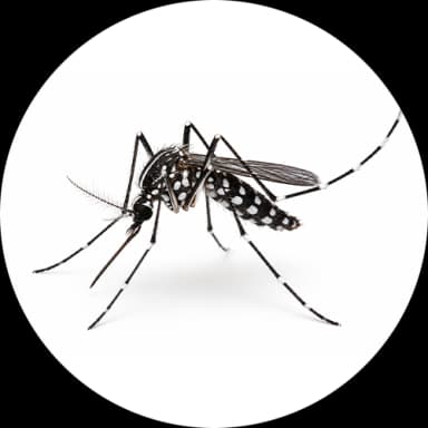 Asian Tiger Mosquito (Aedes albopictus)