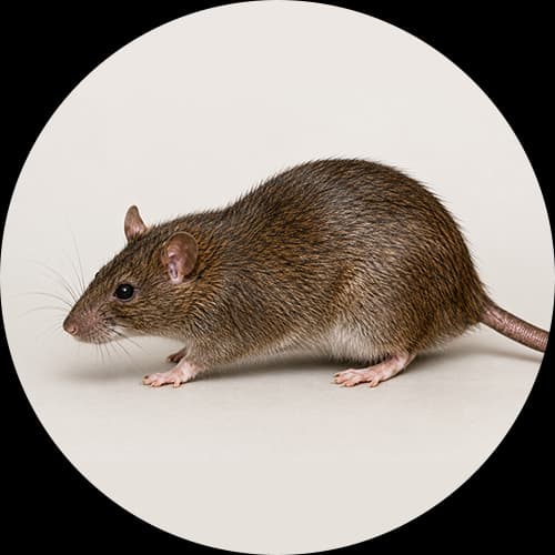 Bandicoot Rat Bandicota spp.