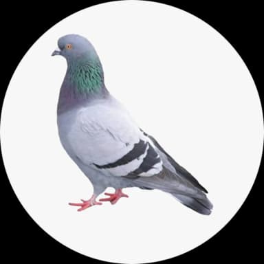 Birds as Pest (Avian Pests: Aves)