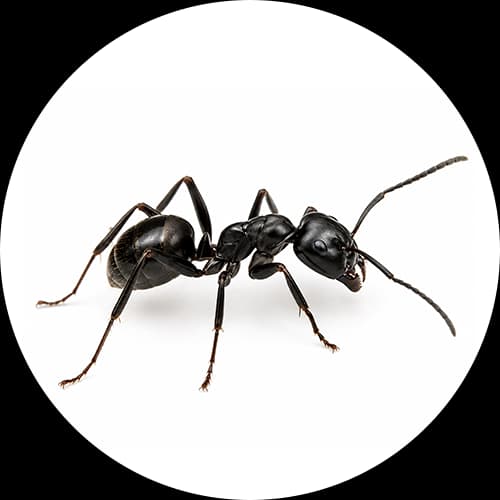 Black Ants Family Formicidae