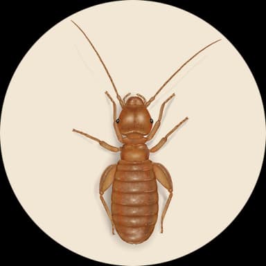 Psocids (Booklice) (Psocodea)