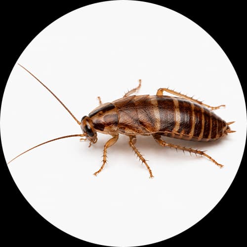 Brown-banded Cockroach Supella longipalpa