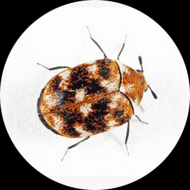 Carpet Beetles (Dermestidae)