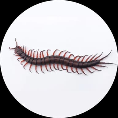 Centipedes (Chilopoda)