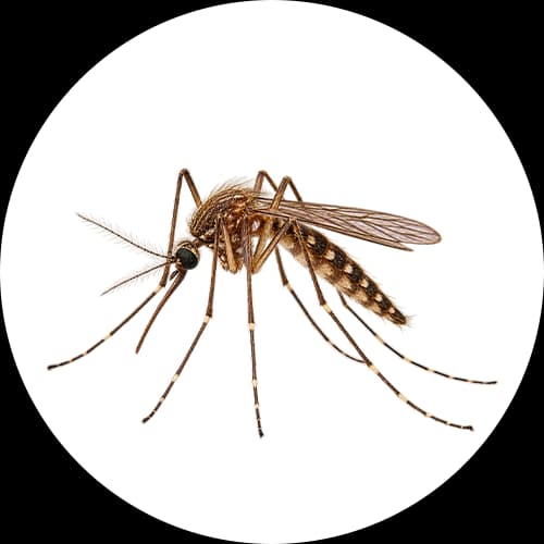 Culex Mosquito Genus Culex