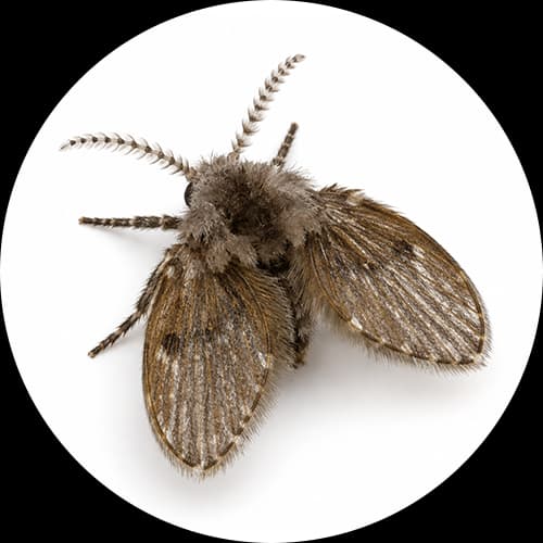 Drain Fly Psychodidae spp.
