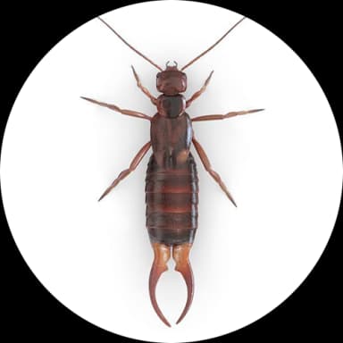 Earwigs (Dermaptera)