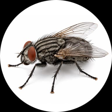 Flesh Fly (Sarcophagidae spp.)