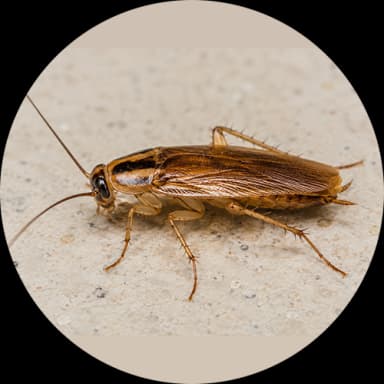German Cockroach (Blattella germanica)