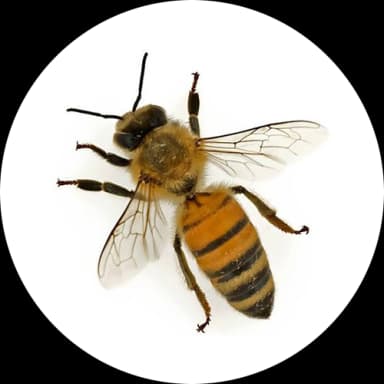 Honey Bee (Apis spp.)