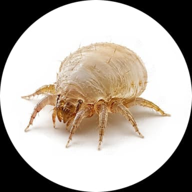 House Dust Mites (Dermatophagoides spp.)