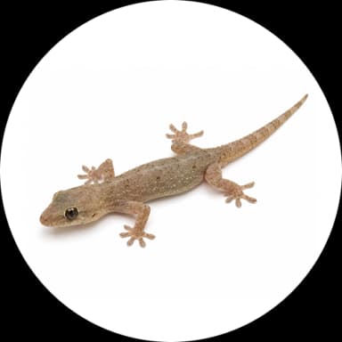 House Gecko (Hemidactylus frenatus)
