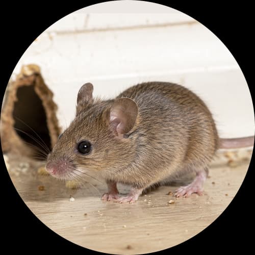 House Mouse Mus musculus