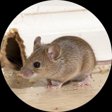 House Mouse (Mus musculus)