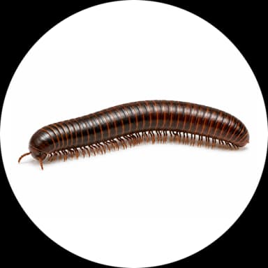 Millipedes (Diplopoda)