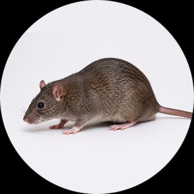 Norway Rat (Rattus norvegicus)