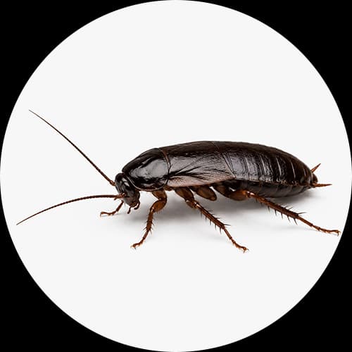 Oriental Cockroach Blatta orientalis