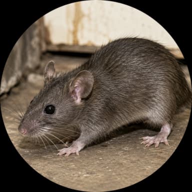 Roof Rat (Rattus rattus)