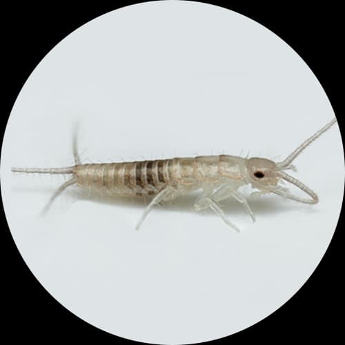 Silverfish Lepisma saccharina