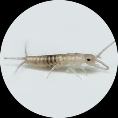Silverfish (Lepisma saccharina)
