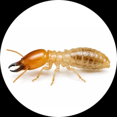 Subterranean Termites (Family: Rhinotermitidae)