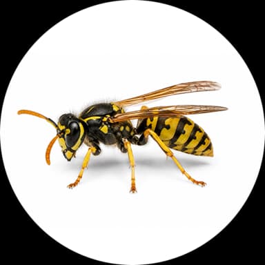 Wasps (Vespidae)