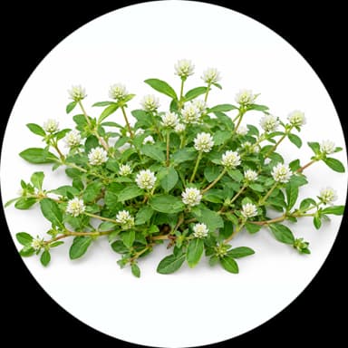 Weeds as Pest (Unwanted Vegetation: Plantae)