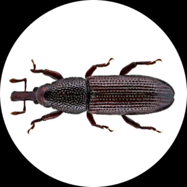Wood Borers (Coleoptera)