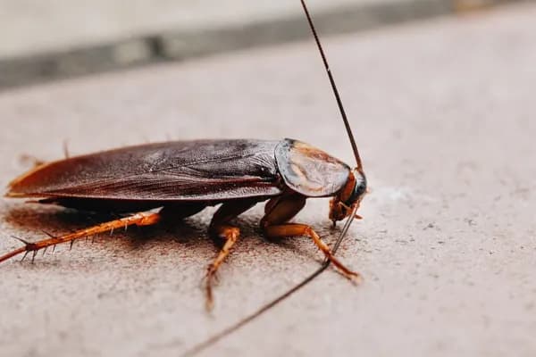 Cockroach Control