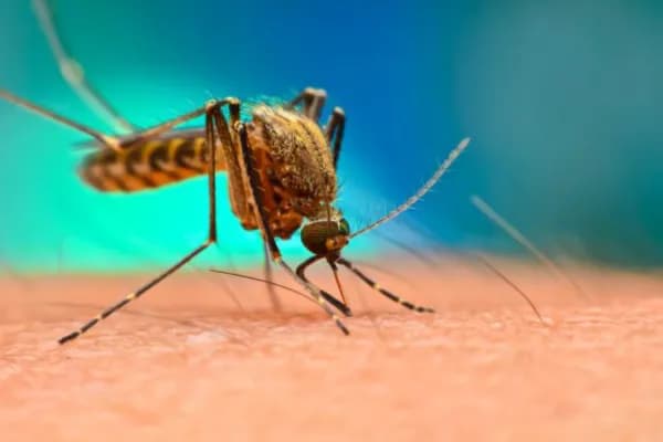Mosquito & Fly Control