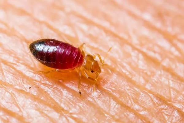 Bed Bug Control Services
