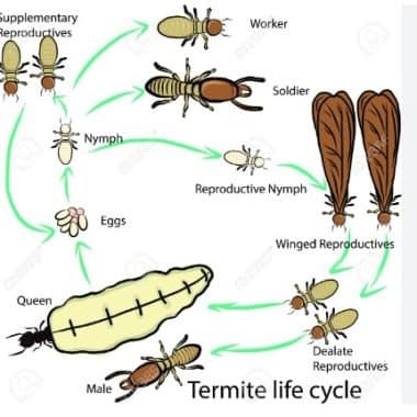 Termite Life Cycle