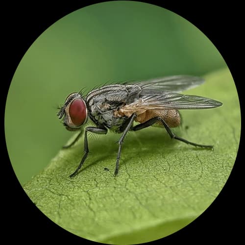 House Fly Musca domestica