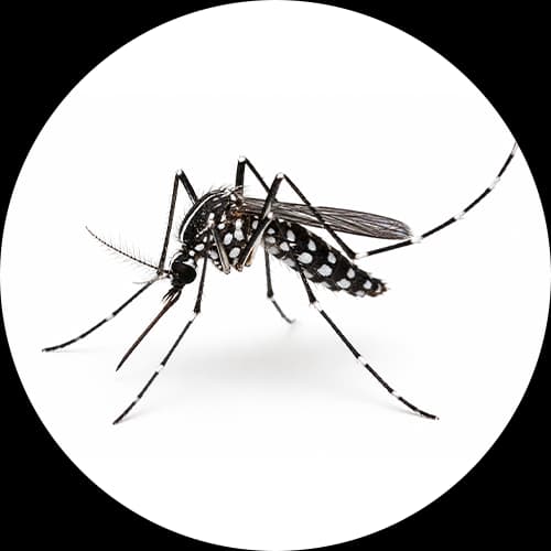 Asian Tiger Mosquito Aedes albopictus