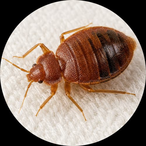 Bed Bug Cimex lectularius