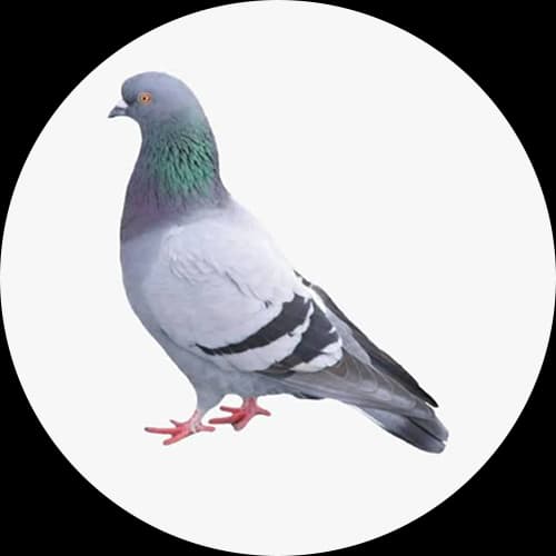 Pest Birds Avian Pests