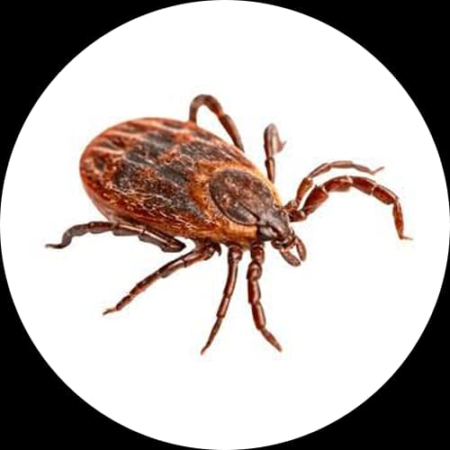 Dog Ticks Brown Dog Tick