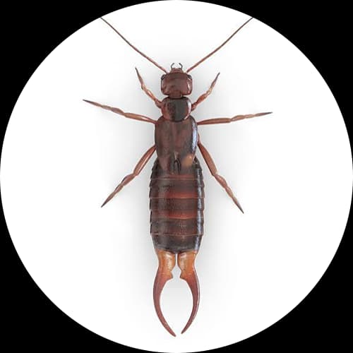Earwigs Dermaptera