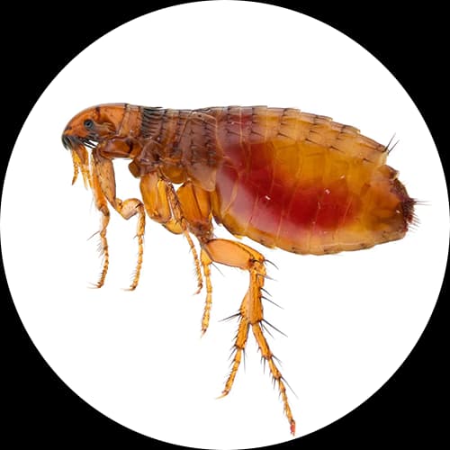 Fleas Siphonaptera