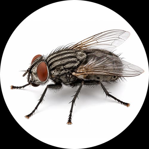 Flesh Fly Sarcophagidae spp.