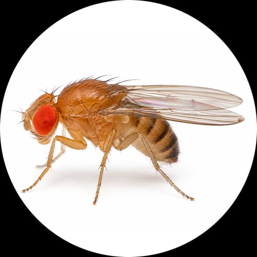 Fruit Fly Drosophila spp.